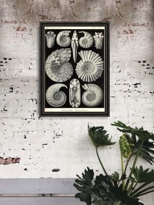Retro poszterek Héj ernst haeckel