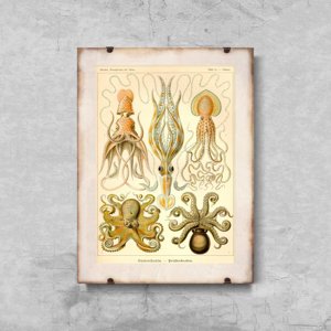 Retro poszterek Octopus gamochonia ernst haeckel