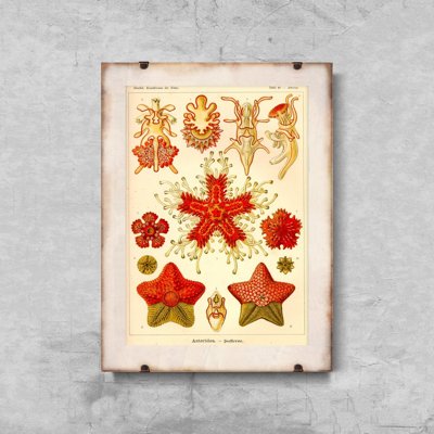 Retro plakát Asteridea Ernst Hackel