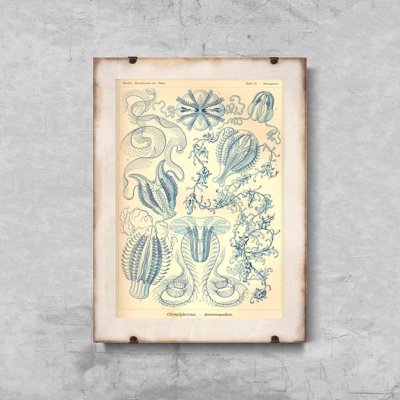 Retro plakát Cnnenophorae ernst haeckel