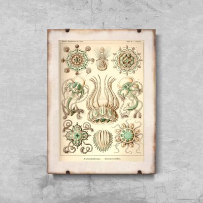 Retro plakát Narcmedusae ernst haeckel