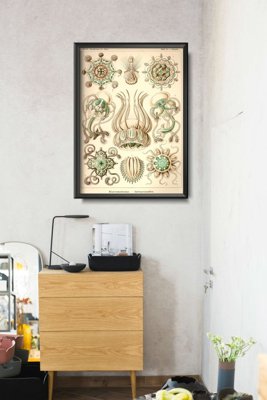Retro plakát Narcmedusae ernst haeckel