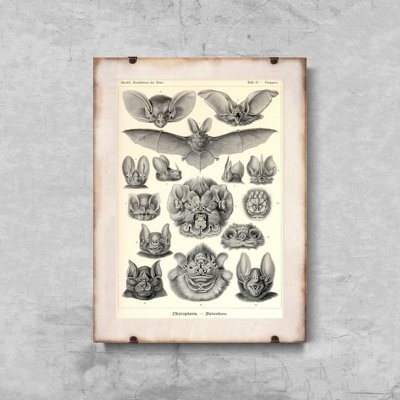 Retro plakát Ernst haeckel denevérek