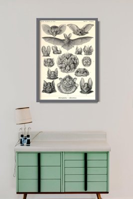 Retro plakát Ernst haeckel denevérek