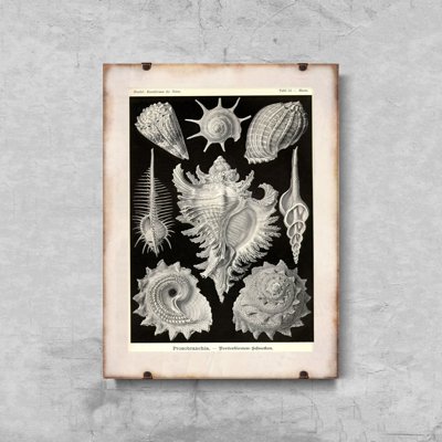 Plakát poszter Héj ernst haeckel
