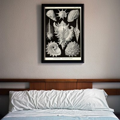 Plakát poszter Héj ernst haeckel