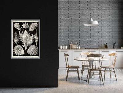 Plakát poszter Héj ernst haeckel