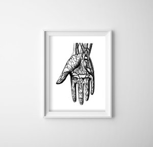 Poszter Anatómiai kezek