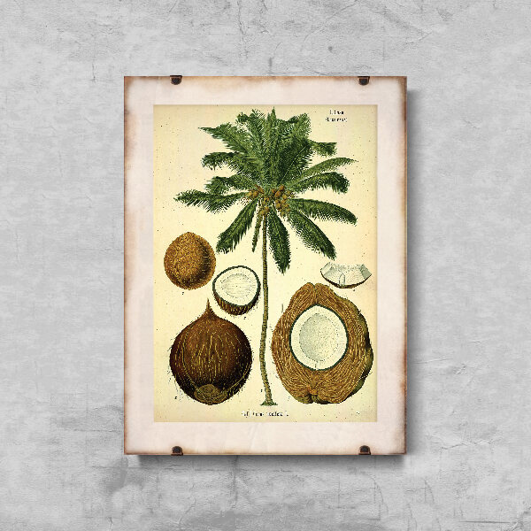 Retro plakát Kókuszpálma botanikai nyomása