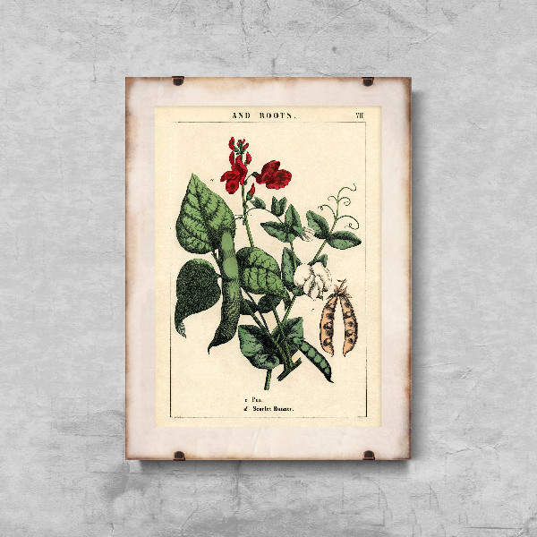 Retro plakát Borsó növény
