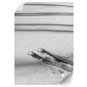 Poszter kép Pontyok és kárászok