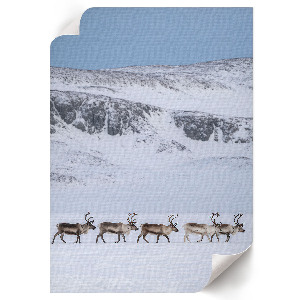 Retro poszter Keleti harmónia