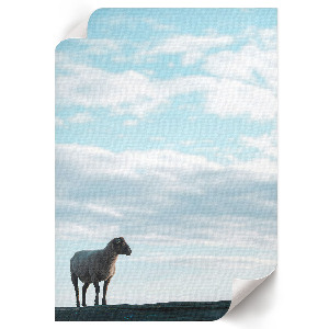 Poszter kép Szemléltető bérházak