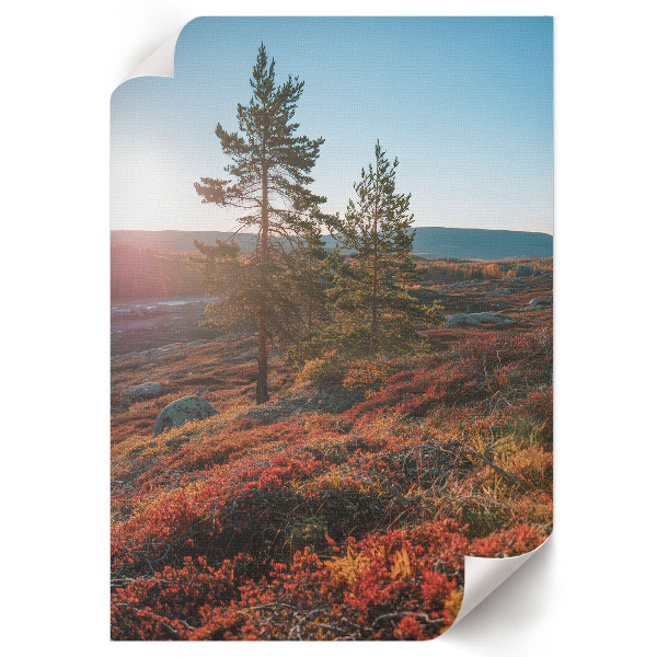 Poszter kép Ló elegancia