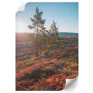 Poszter kép Ló elegancia