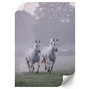 Poszter kép Városi Nyugat