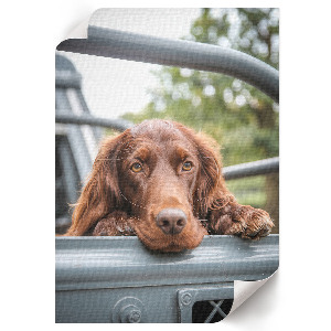 Retro plakát Pes v autě