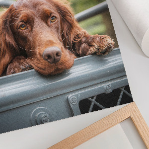 Retro plakát Pes v autě