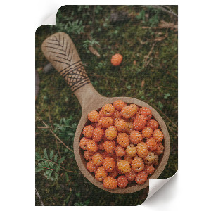 Retro poszter Lesní bobule