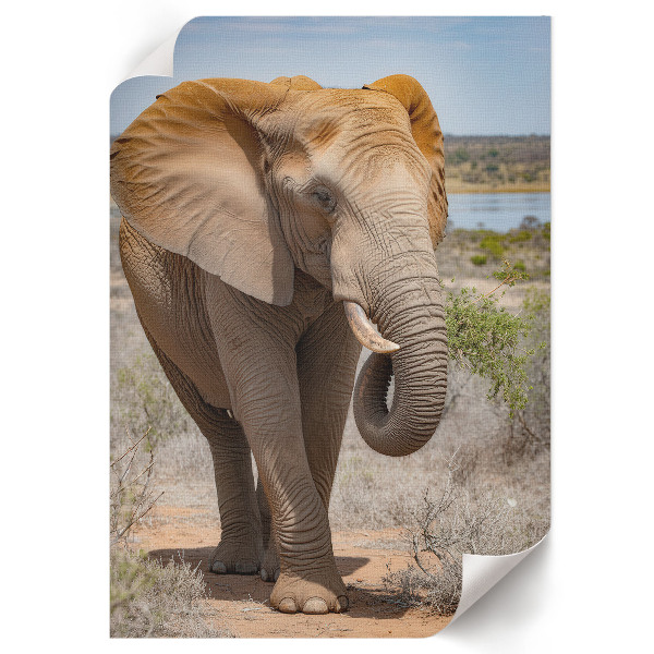 Retro plakát Sloní procházka