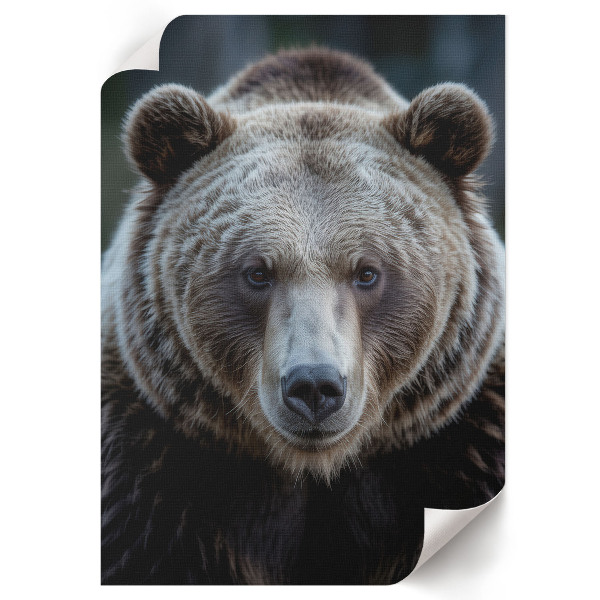 Vintage poszter Síla medvěda