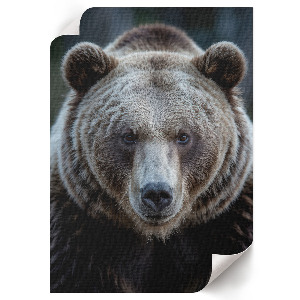 Vintage poszter Síla medvěda