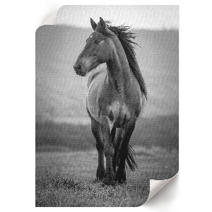 Retro poszter Majestátní kůň