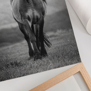 Retro poszter Majestátní kůň