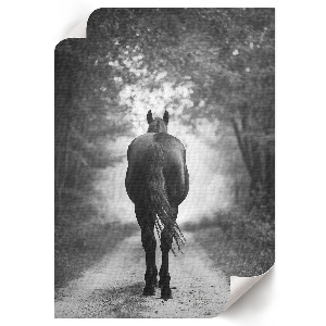 Poszter kép Kůň v lese