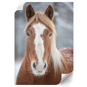 Retro poszter Kůň v zimě