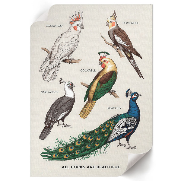 Retro poszter Barevní ptáci