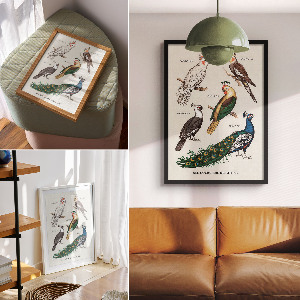 Retro poszter Barevní ptáci