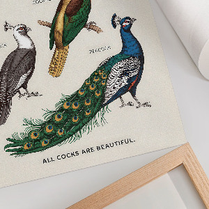 Retro poszter Barevní ptáci