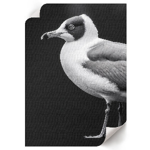 Poszter kép Ptačí portrét