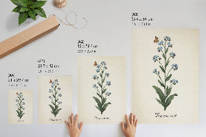 Poszter kép Květina pomněnky