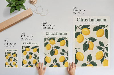 Vintage poszter Citrus limonum