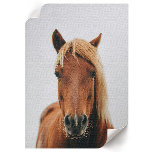 Retro poszter Portrét koně