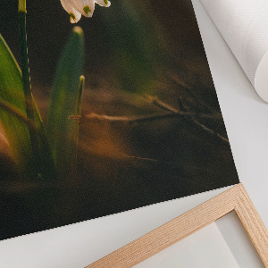 Poszter kép Jarní sněženka