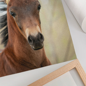 Poszter kép Kůň s korunou