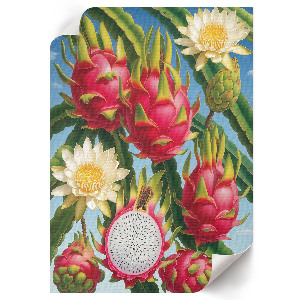 Retro poszter Exotika přírody