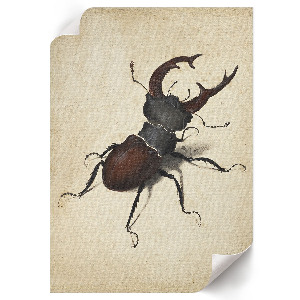 Vintage poszter a rohács (Rhagium mordax) rovarról