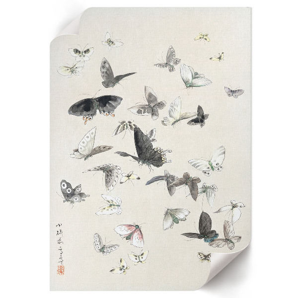 Vintage poszter Motýli a můry