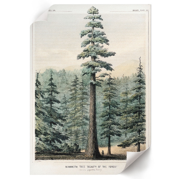 Retro plakát Wellingtonie