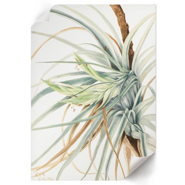 Vintage poszter Divoký ananas