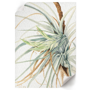 Vintage poszter Divoký ananas