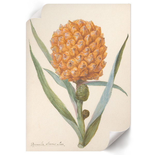 Poszter kép Bromelie ananasová