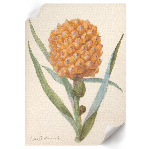 Poszter kép Bromelie ananasová