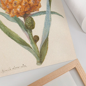 Poszter kép Bromelie ananasová