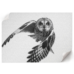 Poszternyomtatás „Sova za letu”