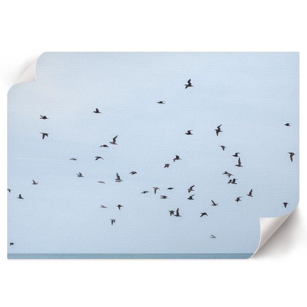 Fali poszter Ptáci za letu